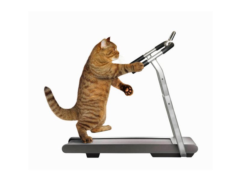 Cat on Treadmill