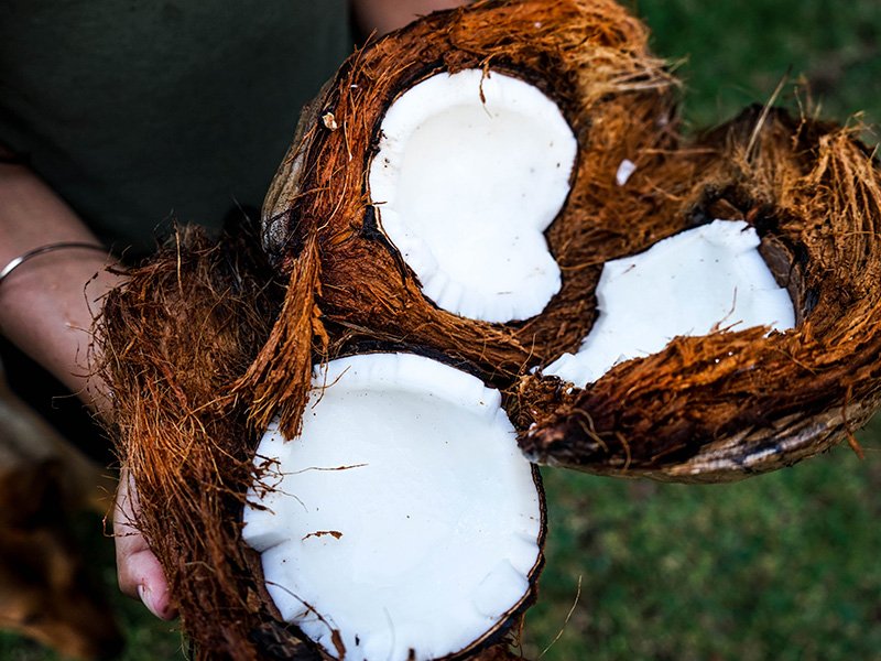 bloom Nutrients coconut